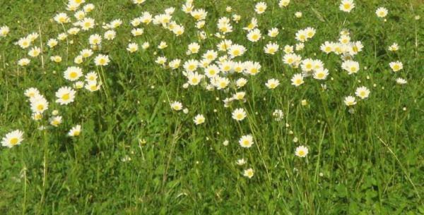 Les Pieds Dans L'Herbe Rosporden Zewnętrze zdjęcie